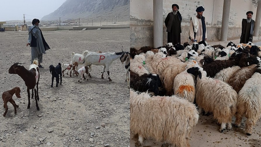 در ولایات قندهار، هلمند، زابل و ارزگان با 45 خانواده نیازمند بز و گوسفند همکاری صورت گرفت.